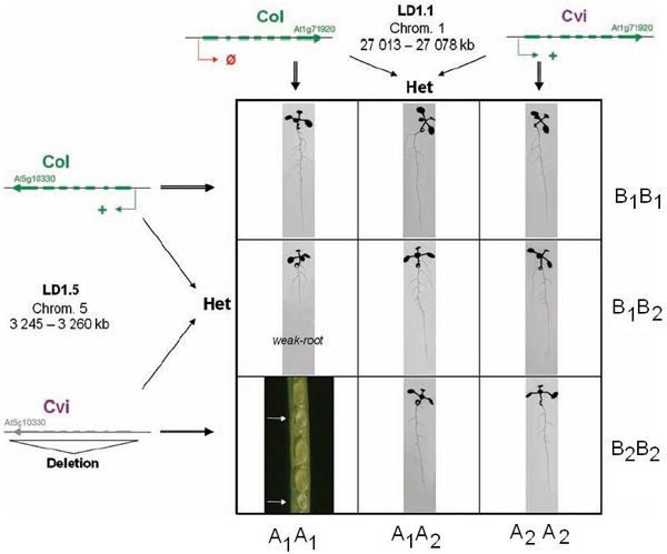 Девять возможных комбинаций аллелей генов HPA и их проявление в фенотипе. Генотип A1A1B2B2 дает нежизнеспособные семена, A1A1B1B2 — растения с недоразвитым корнем. Остальные семь комбинаций дают нормальный фенотип. Рис. из обсуждаемой статьи в Science