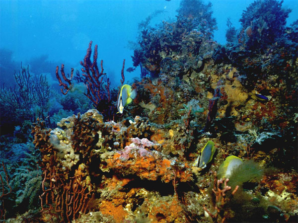 Здоровые коралловые рифы отличаются чрезвычайным разнообразием обитающих здесь животных и растений. Фото с сайта www.safmc.net