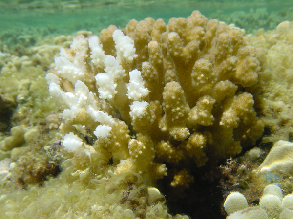 Обесцвечивание коралла Pocillopora вызвано утерей симбиотических водорослей. Фото с сайта www.pifsc.noaa.gov
