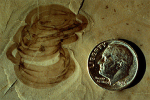 Грипания (Grypania) — по-видимому, древнейший ископаемый организм макроскопических размеров. Большинство исследователей трактуют ее как многоклеточную водоросль. Древнейшие находки имеют возраст около 1,9 млрд лет. Фото с сайта www.peripatus.gen.nz
