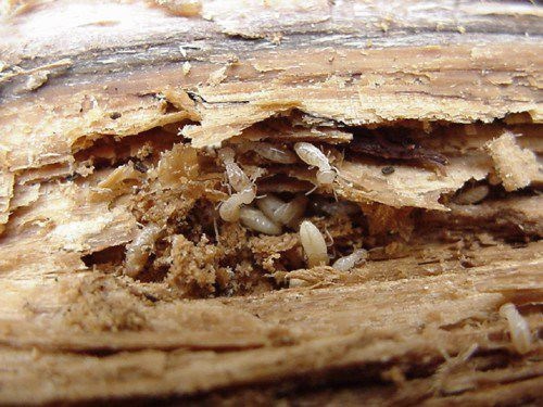 Рабочие термиты, поедающие древесину. Фото с сайта www.hiltonpond.org