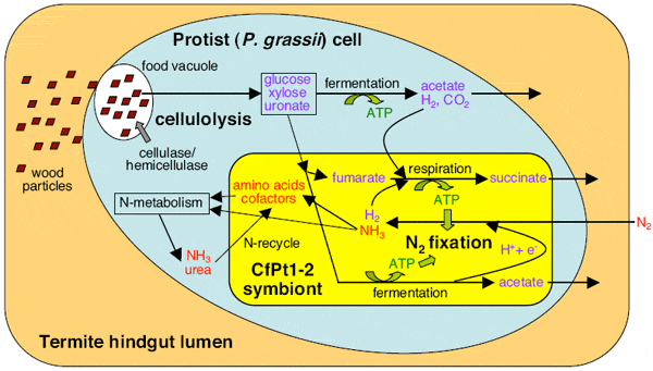 Схема, показывающая систему симбиотических взаимоотношений внутри клетки жгутиконосца Pseudotrichonympha grassii, живущего в кишечнике термита Coptotermes formosanus. Наружный контур — просвет заднего отдела кишечника термита; голубой овал — клетка жгутиконосца; желтым цветом внутри жгутиконосца показана симбиотическая бактерия (CfPt1-2 symbiont). Частицы древесины из кишечника термита заглатываются простейшим и находятся далее в пищевой вакуоли (food vacuole), где и происходит лизис целлюлозы и гемицеллюлозы. Моносахариды и водород, образующиеся при разложении целлюлозы, используются как источники энергии для азотфиксации (N2 fixation), которую проводят бактерии. Как выводятся соединения азота, пока неясно. Рис. из дополнительных материалов к обсуждаемой статье в Science