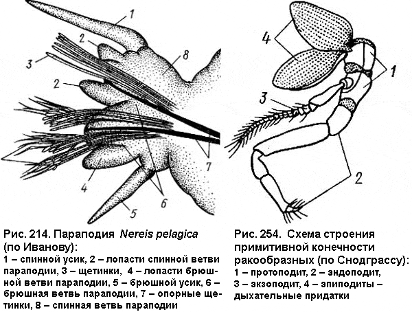 Схема строения конечности у кольчатых червей (слева) и членистоногих (справа). Рисунки из учебника В. А. Догеля «Зоология беспозвоночных»