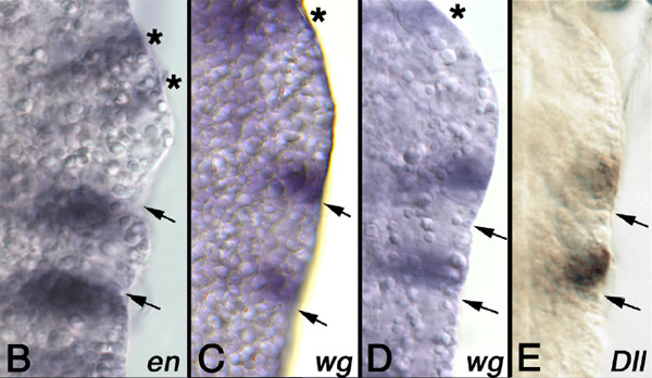 На этих фотографиях показана часть личинки-науплиуса, обведенная красной рамкой на предыдущем рисунке. Темные пятна — области экспрессии генов en (B), wg (два варианта, C и E), Dll (E). Стрелками показаны границы парасегментов. Ген en маркирует передний край парасегмента, wg — задний край парасегмента, Dll — зачаток конечности. Видно, что конечности закладываются каждая в своем парасегменте (зачаток не пересекает границ парасегмента). Фото из обсуждаемой статьи в Frontiers in Zoology