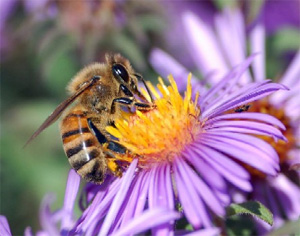 Чтобы находить больше нектара, пчелы должны постоянно учиться и иметь хорошую память. Фото с сайта www.solutions-site.org