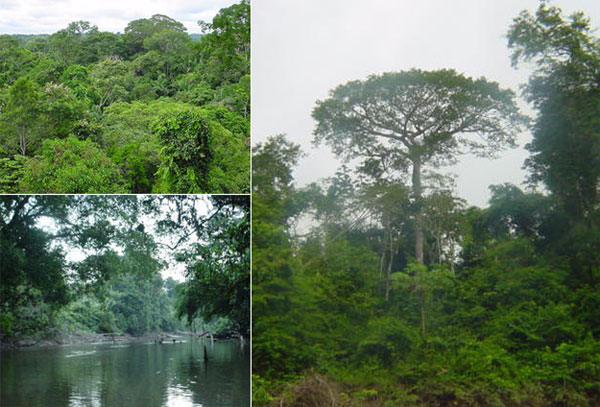 Тропический лес в Национальном парке Ясуни (Эквадор), где проводились исследования. Фото с сайта www.ecuador-travel.net