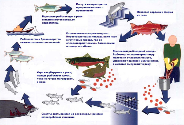 Основные этапы жизни лососевых рыб, а также опасности, которые уменьшают их выживание. Изображение с сайта www.sakhalin.ru