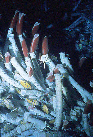 Ярко-красные черви-вестиментиферы живут в своих длинных трубках вблизи подводных горячих источников, выносящих из земных недр большие количества сероводорода. Кровь вестиментифер переносит не только кислород, но и сероводород, служащий пищей симбиотическим серным бактериям, которые заменяют червям пищеварительную систему. Кто бы мог подумать, что у млекопитающих сероводород в кровеносной системе тоже выполняет важную физиологическую функцию. Фото с сайта www.ucmp.berkeley.edu