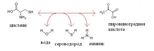Дополнительная функция фермента цистатионин-гамма-лиазы: превращение цистеина в пировиноградную кислоту с выделением аммиака и сероводорода. Изображение с сайта www.genome.jp