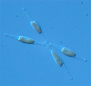   Phaeodactylum tricornutum.    upload.wikimedia.org