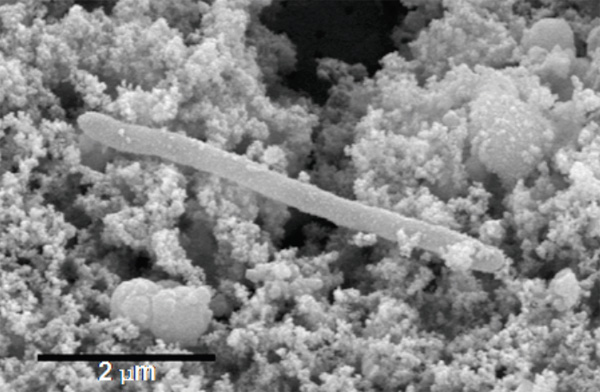 Бактерия Desulforudis audaxviator под сканирующим электронным микроскопом. Видна одна длинная палочковидная бактерия на фоне мелких минеральных частиц. Фото из дополнительных материалов к обсуждаемой статье в Science