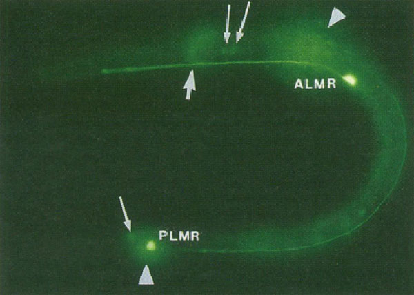 Мартин Чалфи и его коллеги разработали методы, позволяющие использовать зеленый флуоресцентный белок для исследования экспрессии генов, внедряя его в клетки лабораторных модельных объектов — кишечной палочки (Escherichia coli) и почвенной нематоды Caenorhabditis elegans. На фото показана личинка нематоды C. elegans. ALMR и PLMR — два рецепторных нейрона, ответственные за тактильную чувствительность. Тела нейронов выглядят как яркие светящиеся точки, а их аксоны — как отходящие от них бледные линии. Треугольники указывают на гомологичные клетки, расположенные на другой стороне тела червя (они светятся не так ярко, потому что не в фокусе). Толстая стрелка указывает на ветвь нервного кольца, связанную с нейроном ALMR, а тонкие стрелки — на слабо светящиеся тела других нейронов. В настоящее время подобные методы успешно используются во множестве лабораторий разных стран. Иллюстрация из статьи Мартина Чалфи с соавторами (Chalfie et al., 1994) в журнале Science