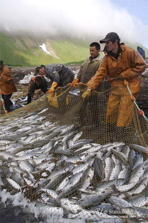 По данным Сахалинской ассоциации промышленного рыболовства, лишь одна из каждых 40 рыболовных сетей, используемых на Сахалине, является легальной. При этом легальная добыча лосося на Сахалине составляет около 80 тысяч тонн. Легко прикинуть реальные масштабы браконьерства. Неучтенный частный лов является основной причиной снижения рыбных запасов и грядущего исчезновения промышленных популяций рыбы. Фото с сайта www.milkovo.ru