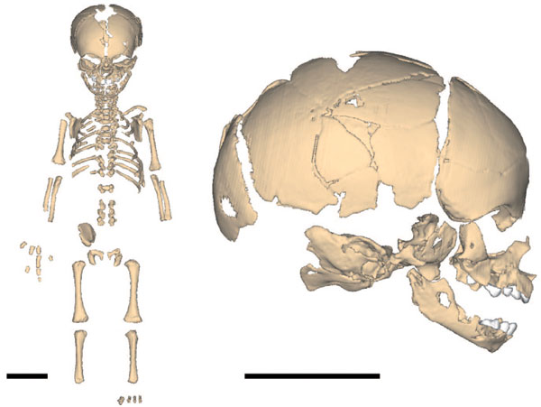 Реконструкция скелета новорожденного неандертальца из пещеры Мезмайская. Длина масштабной линейки 5 см. Рис. из обсуждаемой статьи в PNAS