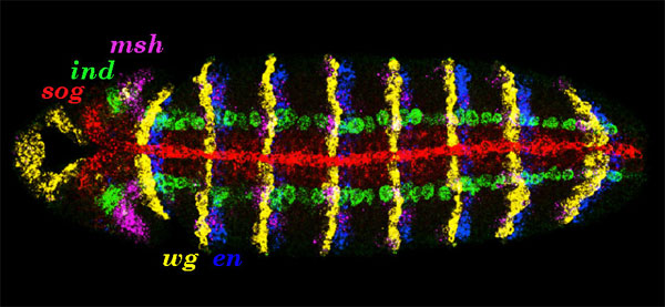 Современные методы позволяют увидеть экспрессию сразу нескольких генов в клетке. На этой фотографии эмбриона дрозофилы разными цветами показана «география» работы генов раннего развития, в том числе и регуляторных. У одного из этих генов — sog — обнаружены теневые энхансеры. Фото с сайта www.drosophila-images.org