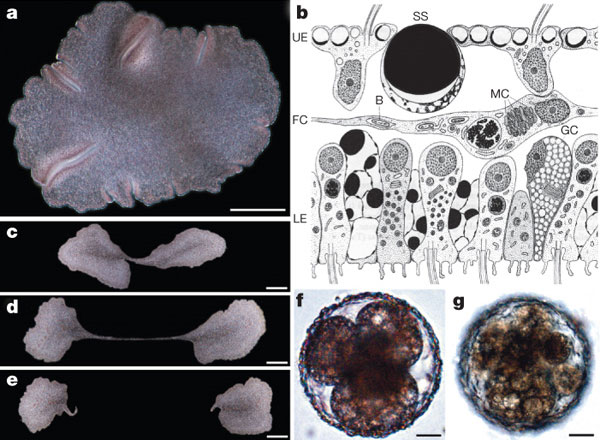 a     (   200). b     (B     ; FC   ; GC  ; LE   ; MC  ; SS   (shiny sphere),     ; UE    (  T.Syed, B.Schierwater, 2002. The evolution of the Placozoa: anew morphological model. Senckenbergiana Lethaea 82: 259270). ce    (   200). fg   ( ,     , ,     , -,      ;       )       (   20).     Nature