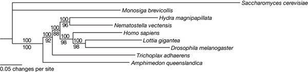          ,                    . Ӡ        ;     104 ( ) ,    21.  ( 7. ). Saccharomyces cerevisiae  ; Monosiga brevicollis  ( ) ,   ; Hydra magnipapillata  (),   ; Nematostella vectensis  ( ),   ; Homo sapiens  ; Lottia gigantea   ,   ; Drosophila melanogaster   ,   ; Trichoplax adhaerans ; Amphimedon queenslandica  ,   .       (  蠗 0,05   ).   ,          ,   .         ,      -     (likelihood bootstrap support).     Nature
