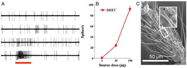 A — возбуждение чувствительной к диэтилтолуамиду рецепторной нервной клетки в усике комара (верхняя осциллограмма — контроль, ниже — ответ на воздействие 1, 10 и 100 мкг диэтилтолуамида); B — графическое изображение этой реакции (по оси абсцисс отложена доза репеллента, по оси ординат — число импульсов, посылаемых рецепторами, в секунду); С — микрофотография участка комариного усика с расположенными на нём обонятельными сенсиллами (сенсиллы, сходные с той, на которую указывает черная стрелка, несут на себе рецепторы диэтилтолуамида). Иллюстрации из обсуждаемой статьи в PNAS