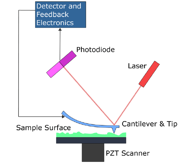 Рис. 1. Основной элемент атомно-силового микроскопа — это кантилевер, представляющий собой пружину малой жесткости с прикрепленной к нему острой иглой, радиус кривизны которой порядка нанометра. При изменении силы, действующей между поверхностью и иглой, кантилевер отклоняется от положения равновесия, и такое отклонение регистрируется датчиком. При отклонении кантилевера отраженный от него луч лазера смещается относительно центра квадрантного фотодетектора. Таким образом, отклонение кантилевера может быть определено по относительному изменению освещенности секторов фотодетектора. Для контролируемого перемещения иглы на сверхмалых расстояниях используется пьезокерамический двигатель. Используемый в нём Пьезокерамический материал в нём (обычно это цирконат-титанат свинца, (PZT)) изменяет свои размеры (до одной сотой нанометра) под действием приложенного электрического напряжения — так называемый обратный пьезоэлектрический эффект. Это необходимо для более точного расположения иглы над поверхностью. Изображение с сайта en.wikipedia.org