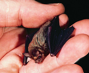 Летучая мышь-шмель, или свиноносая летучая мышь (Craseonycteris thonglongyai) — один из самых мелких представителей млекопитающих. Вес этого зверька — 1,6–1,8 г. Обитает в юго-западной части Таиланда. Описана только в 1973 г. Фото с сайта www.blogalileo.com