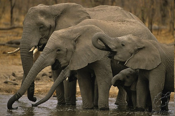 Группа африканских слонов (Loxodonta africana) на водопое. Африканский слон — самое крупное среди современных наземных млекопитающих. Вес взрослого самца 5–7 т, а максимальный отмеченный вес — 12 т. Фото Кевина Шафера (Kevin Schafer) с сайта www.floranimal.ru