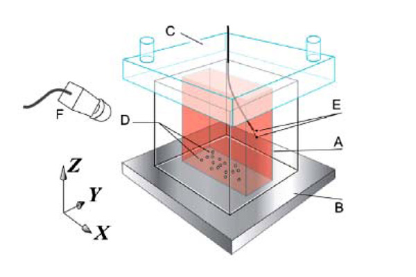 Рис. 1. Схема экспериментальной установки. Красным (A) отмечена емкость с водой и растворенным в ней глицерином — ячейка Рэлея–Бенара. Нагреватель (B) и охладитель (C) создают внутри ячейки постоянный градиент (разность) температур. Нейлоновые шарики находятся на дне емкости и обозначены буквой D. Термисторы (E) предназначены для измерения температуры жидкости и скорости конвективного течения. Камера (F) визуализирует поведение шариков. Рис. из обсуждаемой статьи в Physical Review Letters