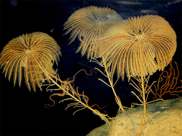 Морские лилии — типичные представители «палеозойской эволюционной фауны» — процветают и поныне. Правда, сегодня они не играют уже такой заметной роли в шельфовых сообществах, как в былые времена. Фото с сайта dpwpearls.com