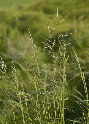 Щучка дернистая (Deschampsia caespitosa). Фото с сайта www.flickr.com