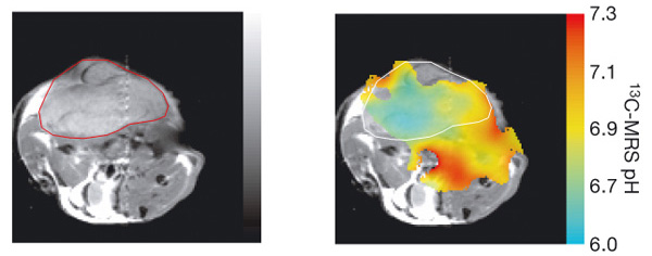 Слева: Протонное ЯМР-изображение поперечного сечения мыши с имплантированной опухолью (опухоль обведена красной линией). Справа: карта pH, полученная описанным методом. Изображение из обсуждаемой статьи в Nature