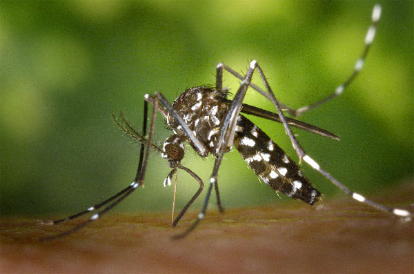 Cамка комара Aedes albopictus, начинающая пить кровь. В последние несколько десятилетий этот докучливый и небезопасный кровосос проник из Юго-Восточной Азии во многие страны по всему свету. Он часто встречается рядом с человеческим жильем и приносит людям немало страданий. Фото сайта de.wikipedia.org