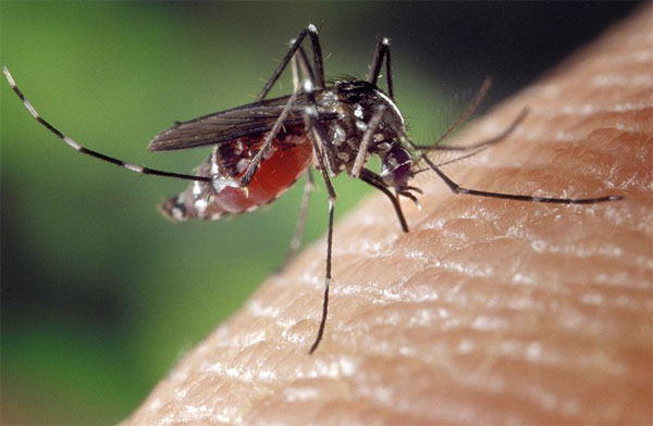 Напившаяся крови самка комара Aedes albopictus на коже человека. Нападение и насыщение кровью происходят у этого вида быстрее, чем у большинства других кровососущих комаров. Фото сайта de.wikipedia.org