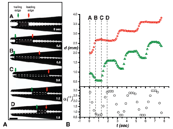 Слева (A): схема, показывающая передвижение капли жидкости (от стадии A до стадии D) в механической модели клюва от кончика до основания (ротового отверстия). Красными стрелками обозначен передний (по направлению движения капли) край, а зелеными — задний. Справа (B): верхняя панель — график зависимости пройденного расстояния (d, в мм) от времени (t, в сек) для переднего края капли (красные кружочки) и заднего (зеленые треугольники); вертикальными пунктирными линиями отмечены моменты времени A, B, C, D, соответствующие стадиям открывания или закрывания клюва, показанным на схеме слева; нижняя панель — изменения угла, на который приоткрывается или закрывается клюв в процессе «стригущих» движений (белые кружочки). Рис. из обсуждаемой статьи в Science