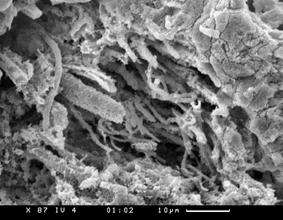 Фосфориты озера Хубсугул (Монголия) сложены фоссилизированными нитями цианобактерий. Это очень серьезный довод в пользу биогенного происхождения месторождений фосфоритов. Фото публикуется с любезного разрешения к. г.-м. н. Е. А. Жегалло