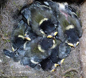 Птенцы большой синицы в гнезде. Они получат достаточно пищи, если период их выкармливания совпадет с максимумом биомассы гусениц. Фото с сайта www.hlasek.com
