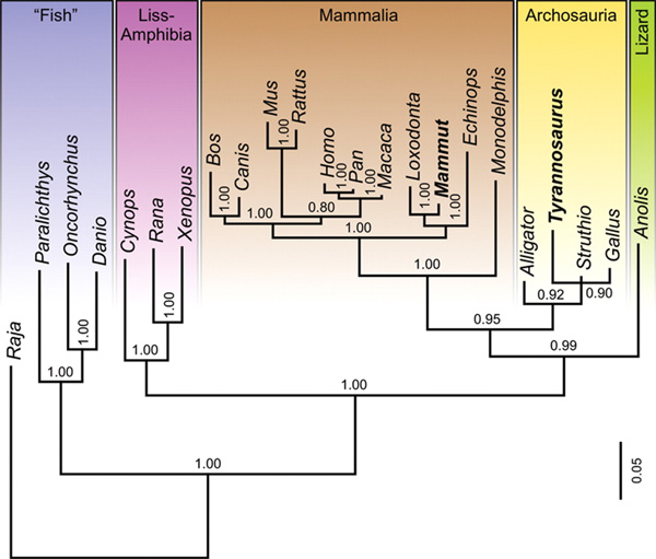 Эволюционное древо позвоночных, основанное на сравнении аминокислотных последовательностей коллагена (байесовский метод). В качестве внешней группы используется представитель хрящевых рыб — скат (Raja). Синим цветом обозначены рыбы, сиреневым — амфибии, коричневым — млекопитающие, желтым — архозавры (группа, объединяющая крокодилов, динозавров и птиц), зеленым — «чешуйчатые» рептилии (ящерица Anolis). Рис. из обсуждаемой статьи в Science