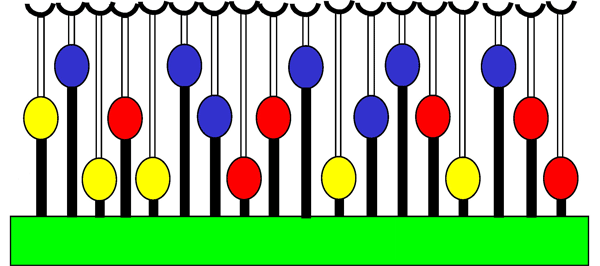 Схема строения участка сикония в разрезе. На внутренней стороне стенки сикония (закрашена зеленым цветом) располагаются цветки. Завязи одних цветков находятся ближе к стенке, других — дальше. Агаониды откладывают яйца преимущественно в удаленные от стенки цветки. Желтым цветом показаны завязи, не зараженные агаонидами, синим — образовавшиеся из зараженных завязей галлы, в которых развиваются личинки агаонид, красным — галлы, зараженные наездниками (в таких галлах личинка наездника убивает личинку агаониды). По-видимому, агаониды предпочитают откладывать яйца в удаленные от стенки сикония завязи именно потому, что это уменьшает риск заражения будущего галла наездником. Рис. из обсуждаемой статьи в PLoS Biology