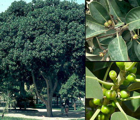  - (Ficus rubiginosa)   ()     (   ). ,  ,    ,       .          . ,  ,   ,    ,    .    www.arbolesornamentales.com