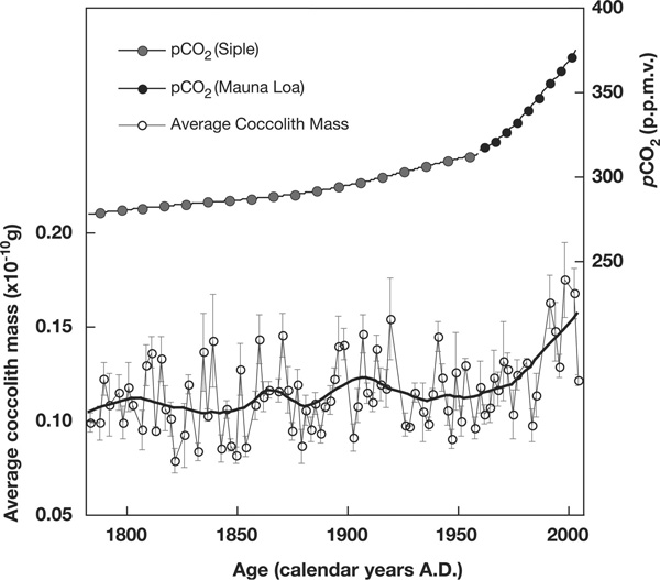 Рост концентрации CO2 в атмосфере (верхняя кривая) и средней массы кокколитов в донных отложениях Северной Атлантики. Рис. из обсуждаемой статьи в Science