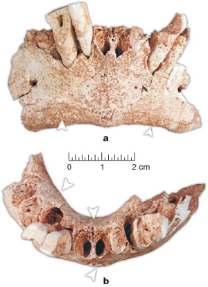 Фрагмент нижней челюсти древнейшего европейца. Фото из обсуждаемой статьи в Nature
