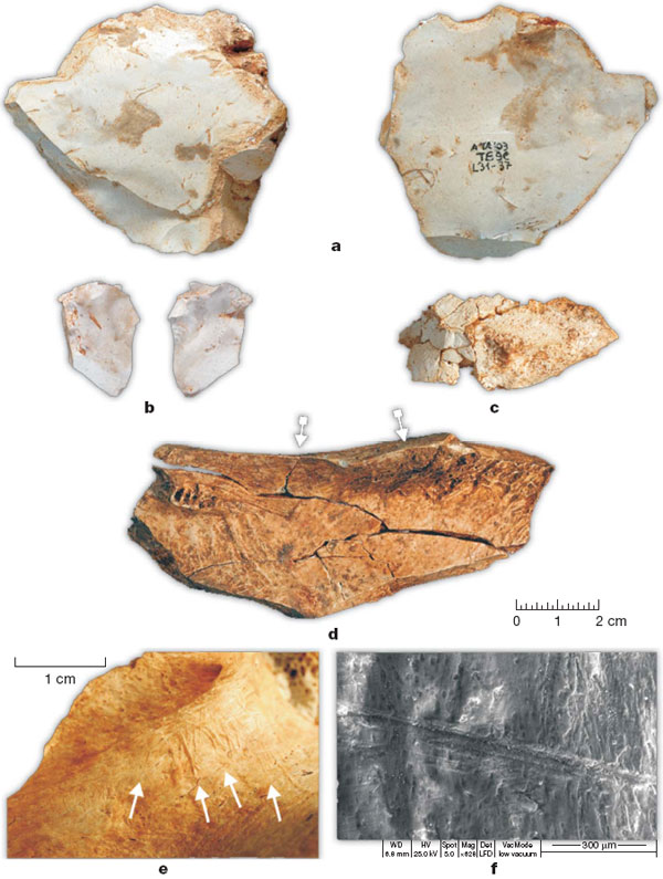 Вместе с человеческой челюстью в пещере Сима дель Элефанте найдены примитивные каменные орудия (a–c), а также кости крупных млекопитающих из семейства полорогих (Bovidae), расколотые, чтобы извлечь мозг (d), и несущие характерные царапины от каменных орудий (e, f). Изображение из обсуждаемой статьи в Nature