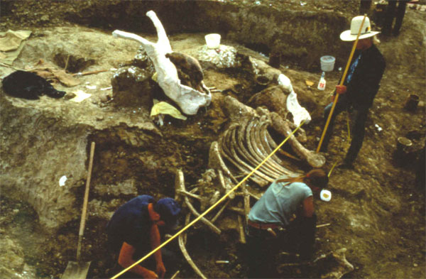 Раскопки одного из «мест забоя мамонтов» (mammoth kill site), где кости убитых мамонтов и мастодонтов обнаруживаются в комплексе с многочисленными каменными орудиями культуры Кловис (Колби, центральный Вайоминг). Фото с сайта lithiccastinglab.com