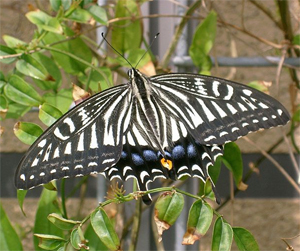 Взрослый ксут (Papilio xuthus) в японской префектуре Осака (откуда авторы обсуждаемой статьи получили часть исследованных ими гусениц). Фото с сайта commons.wikimedia.org