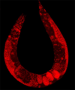 Нематода C. elegans (окраска позволяет выделить клеточные ядра). Фото с сайта en.wikipedia.org