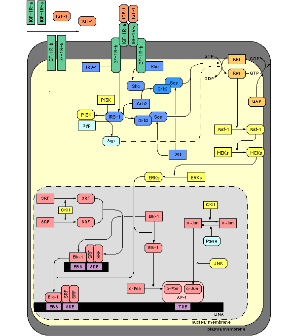Схема молекулярного каскада с участием ИФР-1 (Signaling Pathway mediated by IGF-1). Рис. с сайта www.grt.kyushu-u.ac.jp