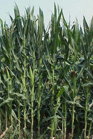 Кукуруза — растение, наиболее часто используемое для получения этанола. На выращивание этой культуры расходуется очень много энергии, поэтому конечный результат (по балансу связанного и выделившегося СО2) не сильно отличается от сжигания ископаемого топлива. Фото с сайта www.h2oasisinc.com