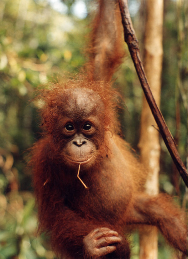 Детеныш орангутана. Вырубка тропических лесов в Индонезии и Малайзии под плантации масличной пальмы — растения, используемого в качестве сырья для получения биотоплива, — одна из главных угроз выживанию орангутана в природе. На многих печатных материалах, направленных против культивирования масличной пальмы в Юго-Восточной Азии, справедливо используются фотографии орангутанов. Этот вид действительно почти обречен на вымирание из-за уничтожения его природных местообитаний. Фото с сайта www.s-ocean.net; © 2007 The Duckweed Lady. Powered by LifeType