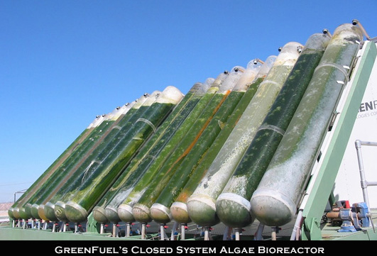 Биореакторы, используемые для выращивания микроскопических водорослей — видимо, наиболее выгодного сырья для получения биотоплива. Фото с сайта www.global-greenhouse-warming.com