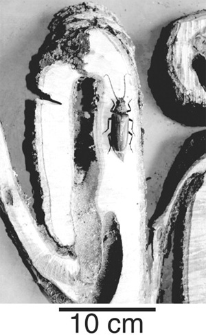 Жук-усач (семейство Cerambycidae) и ствол акации в продольном разрезе. Видны ходы, прогрызенные личинками усачей. Внутри ствола личинки развиваются и окукливаются, а вышедшие из куколок взрослые насекомые выбираются наружу и заселяют новые деревья. Показанный на фотографии взрослый жук был обнаружен в одном из личиночных ходов. Иллюстрация из обсуждаемой статьи в Science