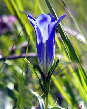 Цветок горечавки легочной (Gentiana pneumonanthe). Фото с домашней страницы Дэвида Нэша (www.zi.ku.dk/personal/drnash)