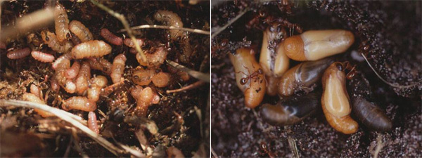 Гусеницы (слева) и куколки (справа) голубянки Maculinea alcon в гнезде муравьев Myrmica rubra. Фото с домашней страницы Дэвида Нэша (www.zi.ku.dk/personal/drnash)